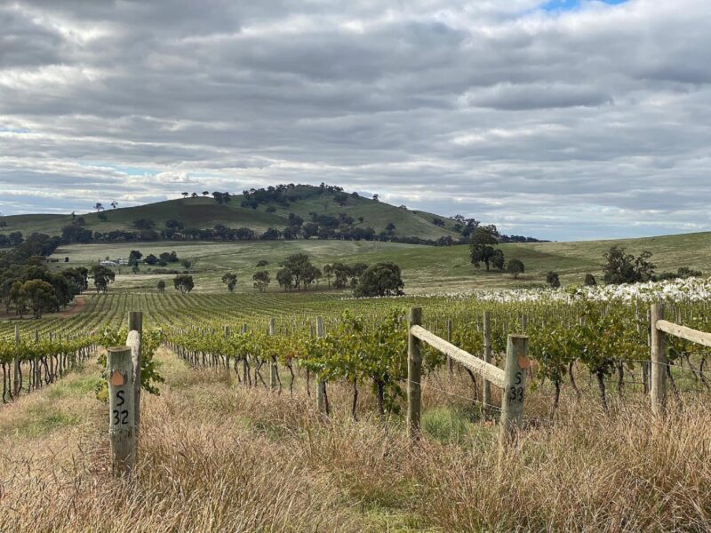 View of the vines and the Mt Camel Range