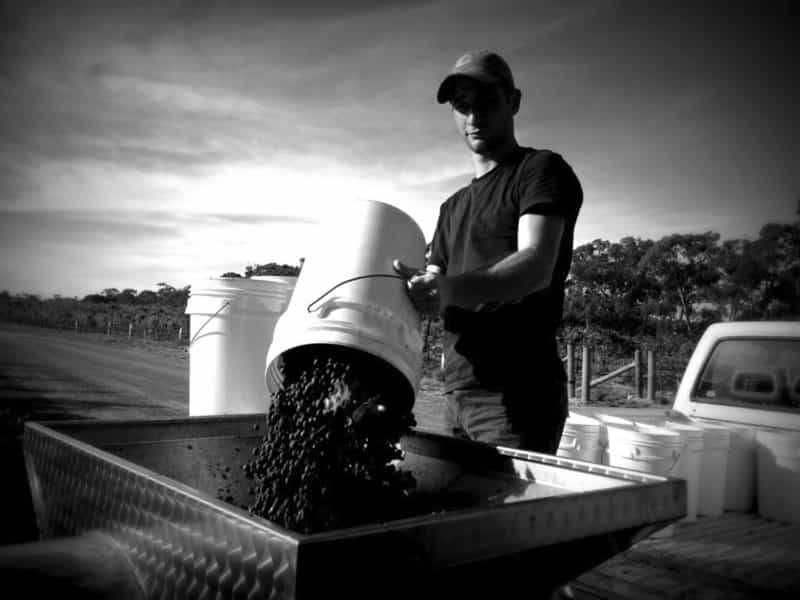 Vineyard worker unloading grapes into crusher.