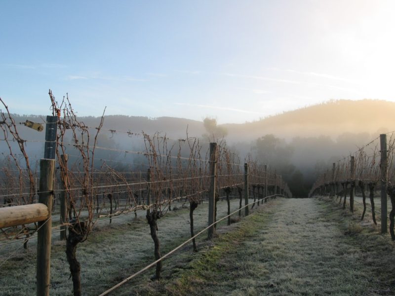 Vineyard - Winter