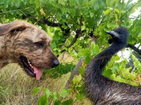 a dog and an emu in front of vines at a vineyard