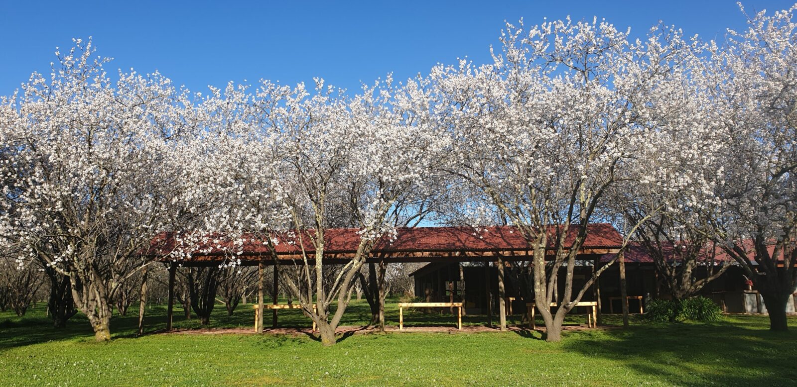 Spring almond blossoms in the outdoor dining area of The Watchbox