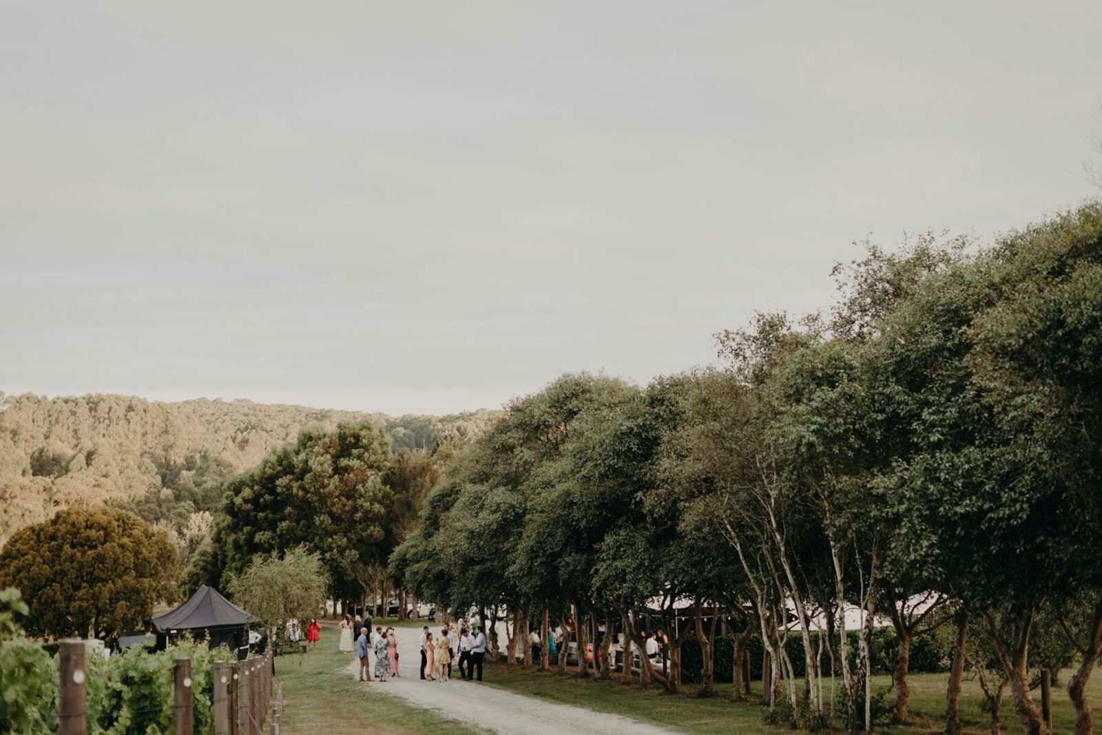 South Gippsland Fish Creek Winery Vineyard Cellar Door Private Wedding in the afternoon