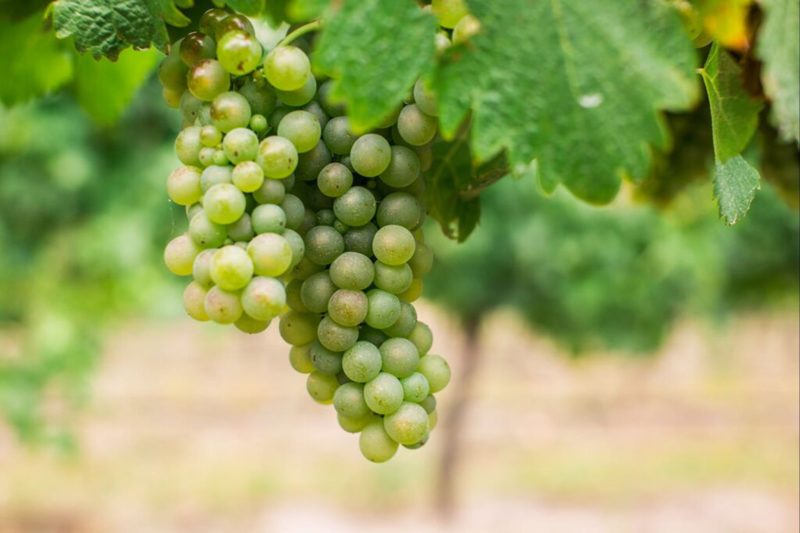 Warramunda Estate Viogner Grapes