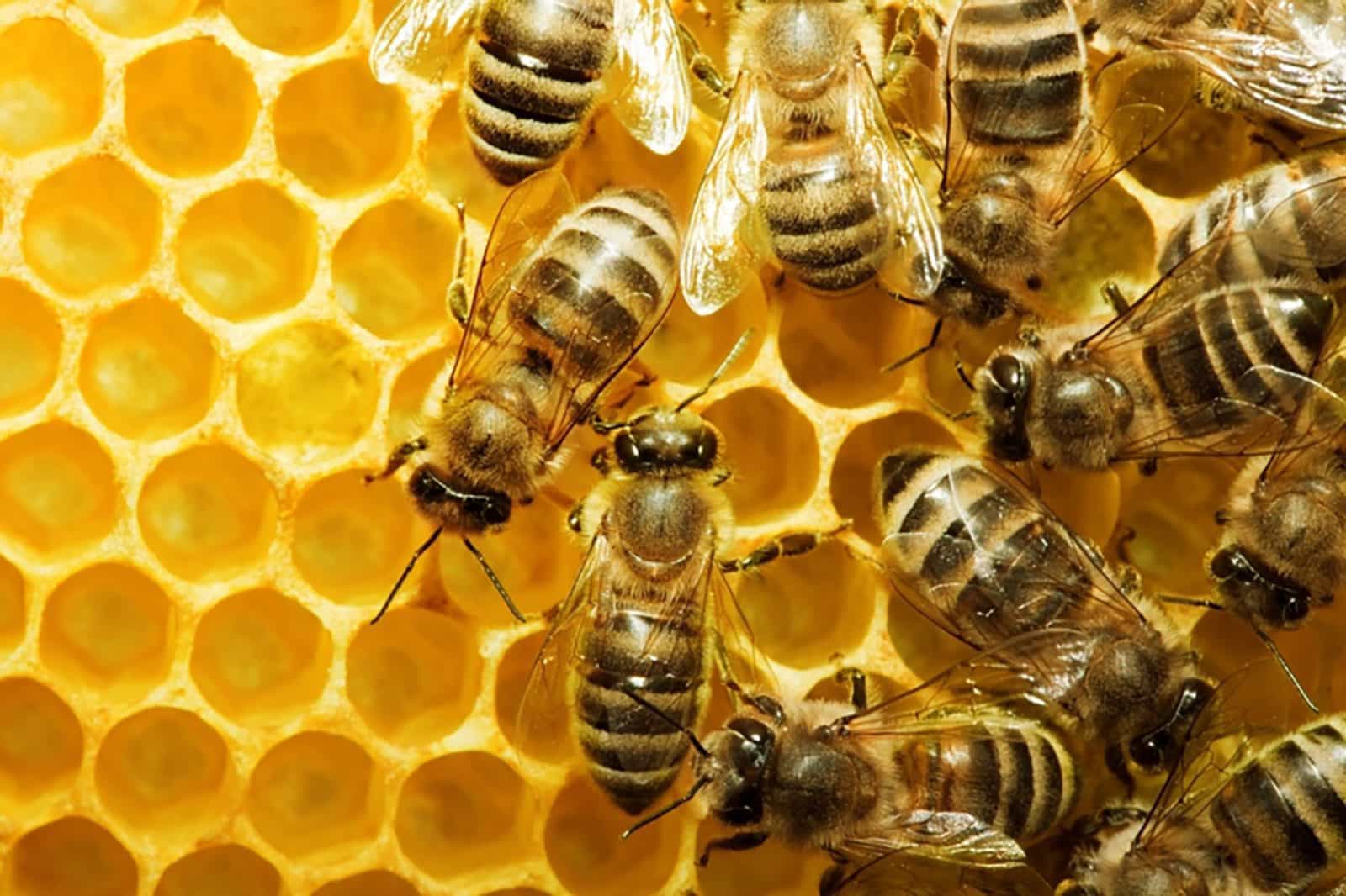 Wattle Grove Honey and Beekeeping Supplies