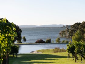 View from our cellar door looking at the vines and Lake Hume