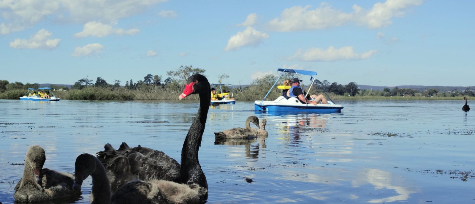 Enjoy the views and see the wildlife on Lake Wendouree