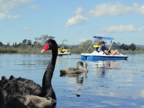 Enjoy the views and see the wildlife on Lake Wendouree