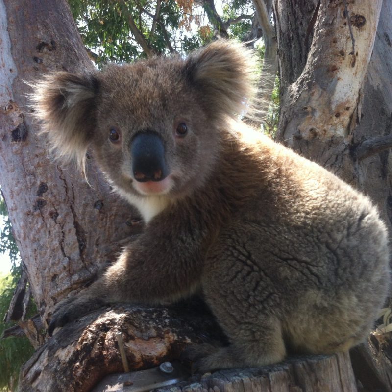 Ride the Koalas
