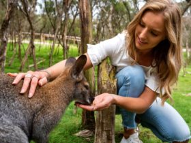 Kangaroo Feeding at Moonlit Sanctuary