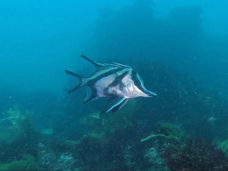 Boarfish, Diving in Victoria, Port Phillip Bay, Learn to dive