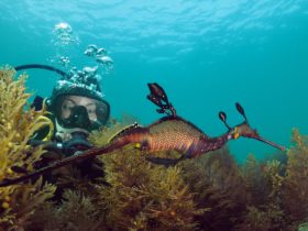 Scuba Dive with Seadragons