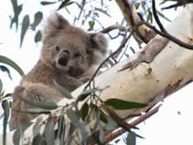 Wild Koala 'Smoky' is part of the wild koala research project