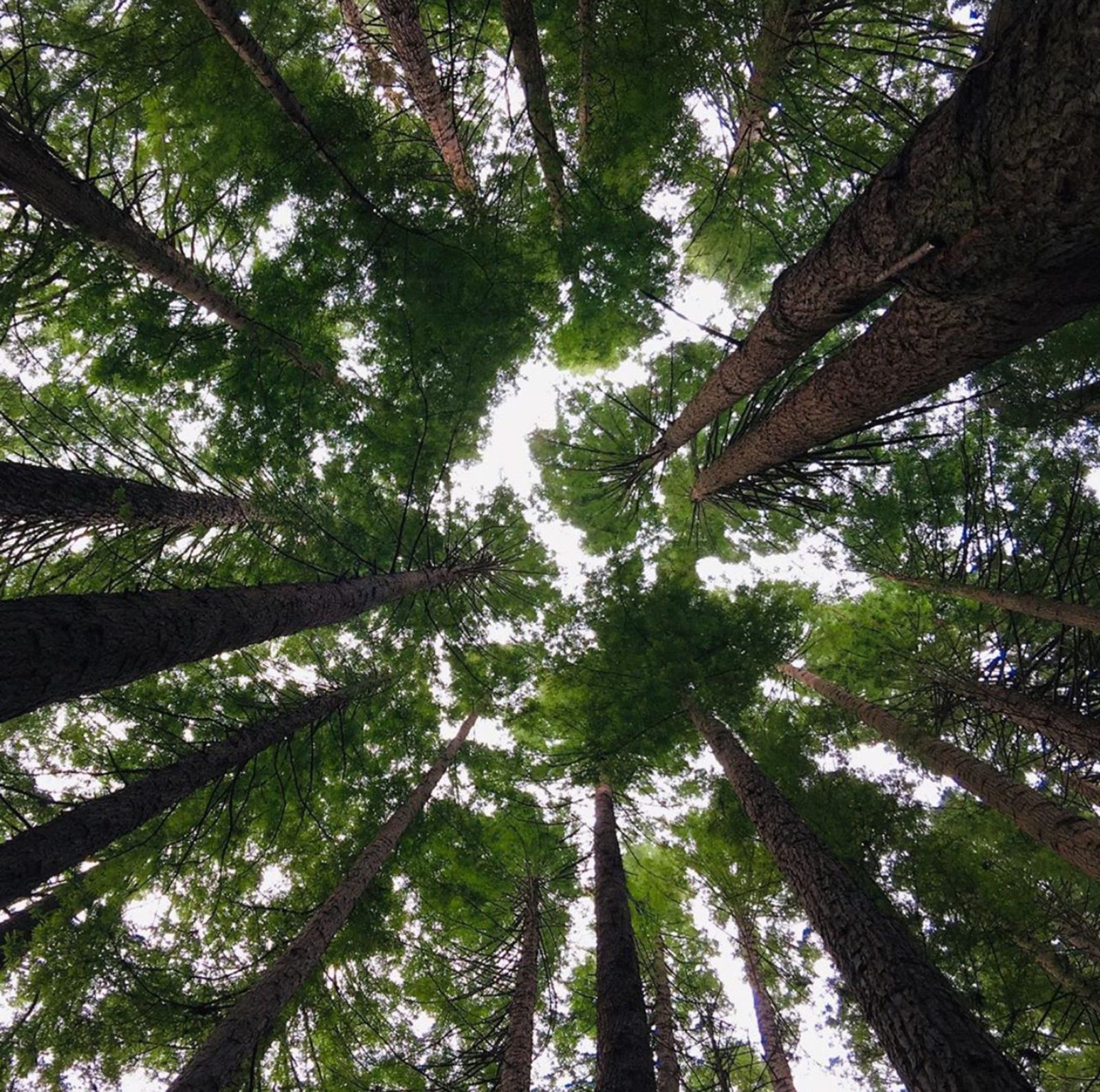 looking up a the tall trees