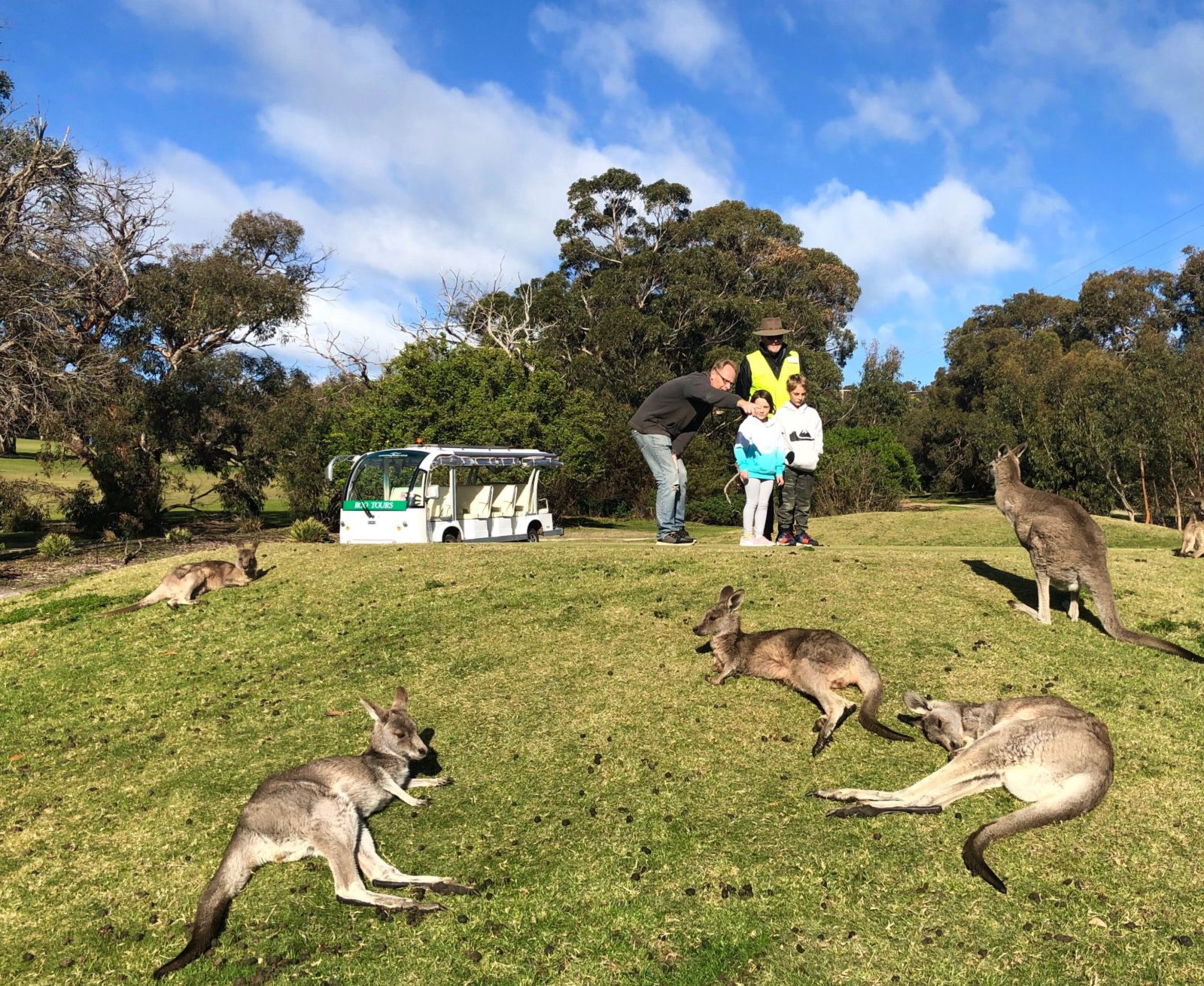 Tour guide, bus and kangaroos