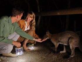 Hand feed wallabies and kangaroos