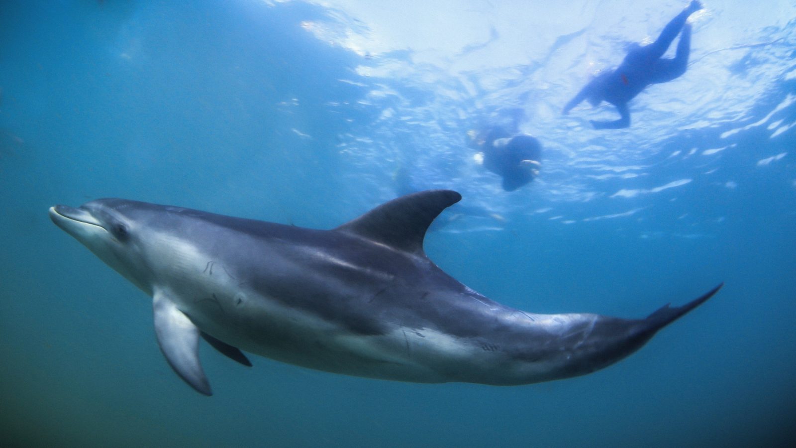 Swim with wild dolphins