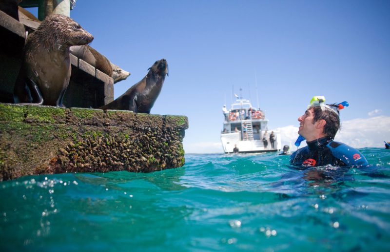 Swim with Australian Fur Seals