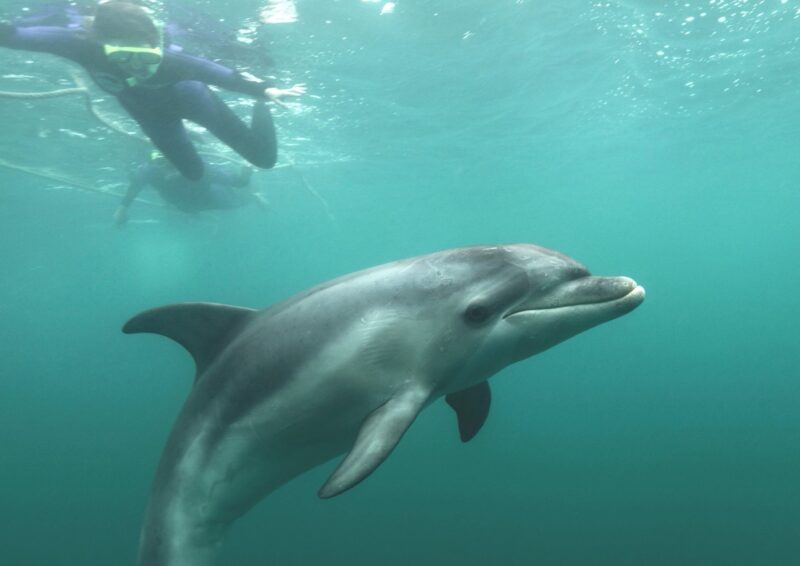 dolphin swim sorrento polperro dolphin swims mornington peninsula port phillip bay australia
