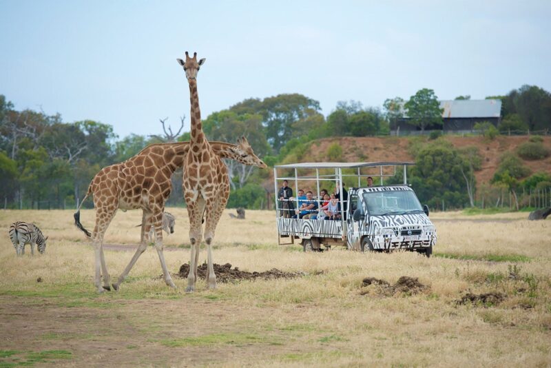 Safari tour group with Giraffes