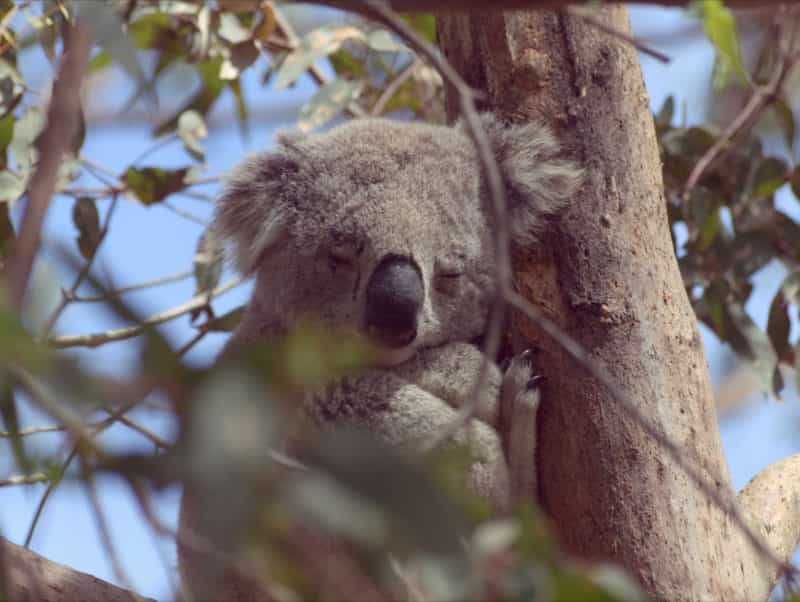 Koala at Koala Conservation Park Phillip Island