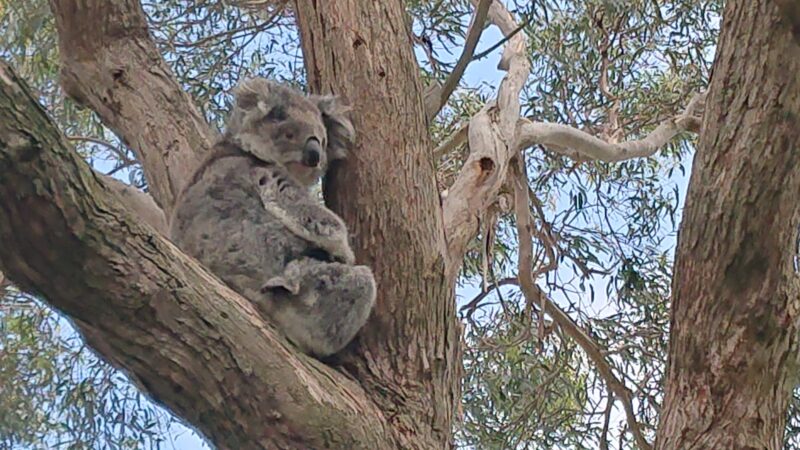 There are over 6,000 Koalas on the island.