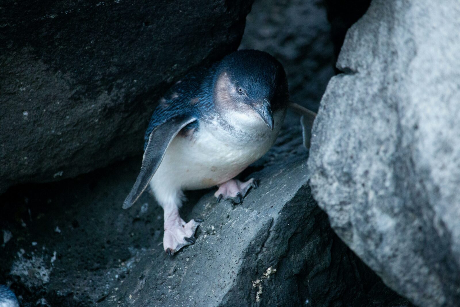 Penguin in amongst the rocks.