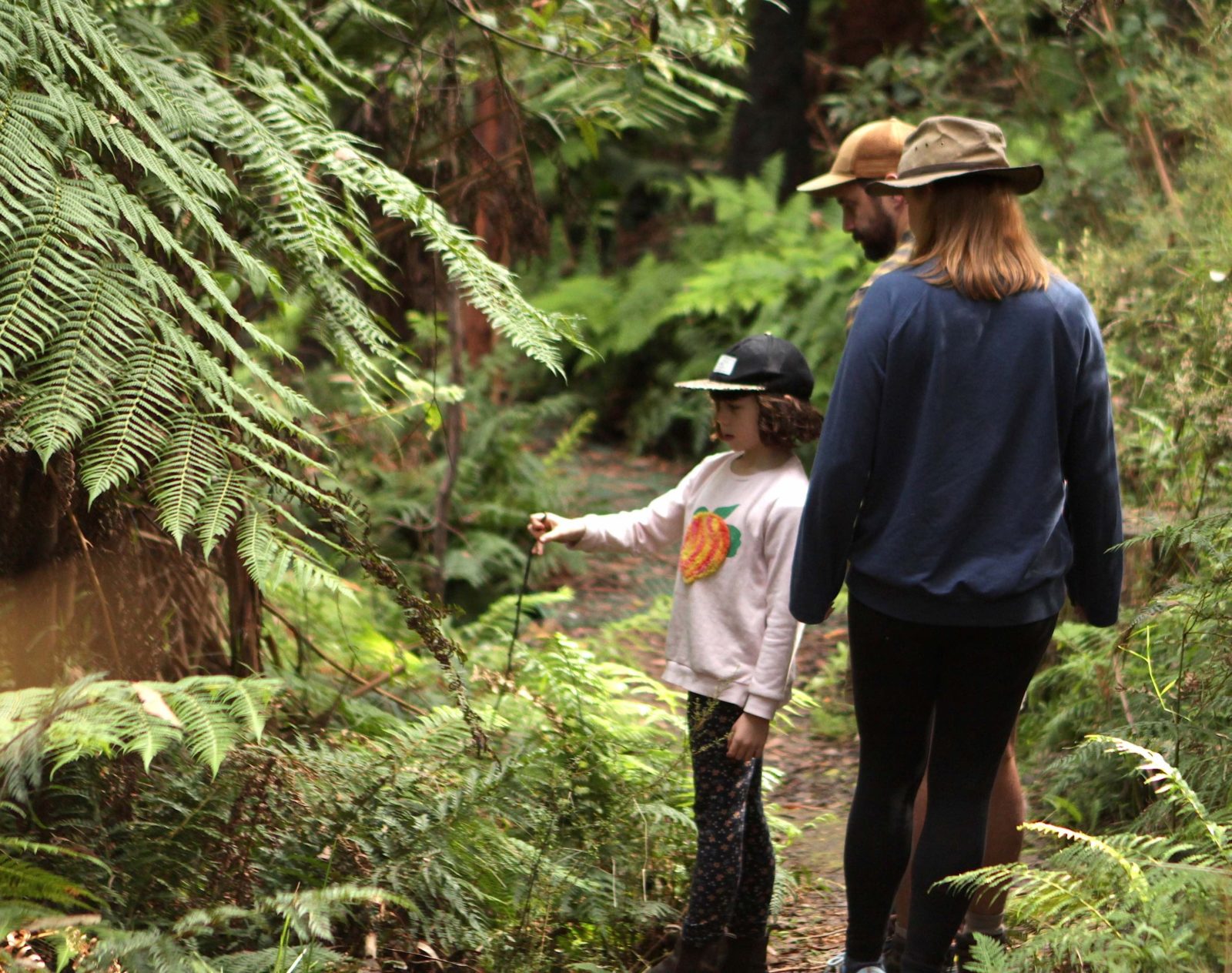 Learning about different types of ferns at the Kinglake National Park