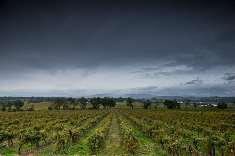 The stunning Yarra Valley. This view taken from Yarra Yering- one of Australia's greatest wineries.