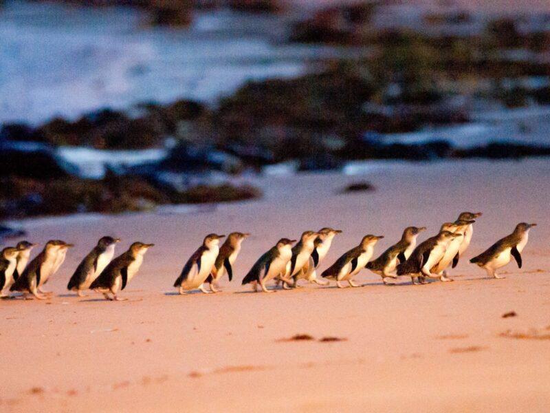 Penguins at Phillip Island