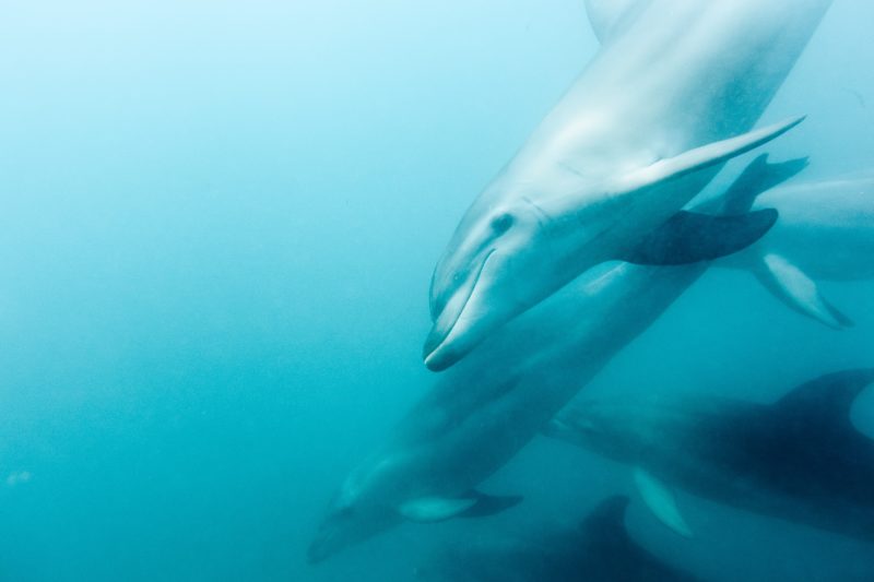 Bottlenose dolphins swim near Sorrento in Port Phillip Bay