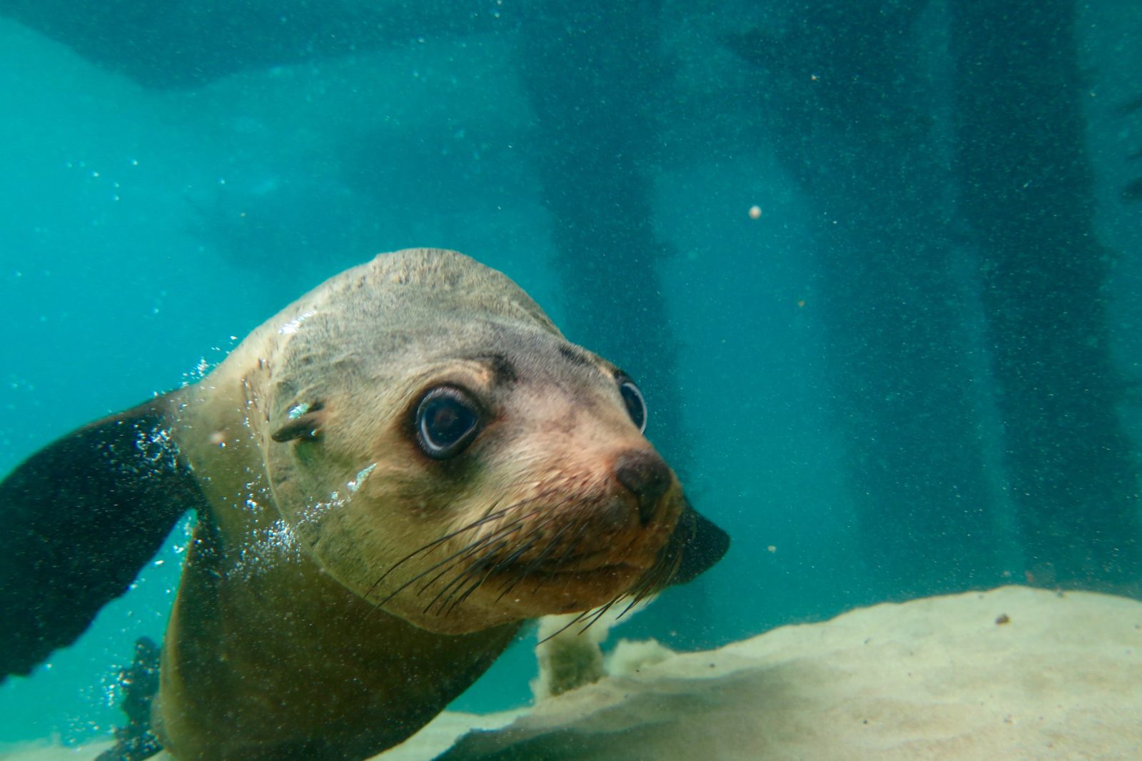 Australian Fur Seal swimming near Sorrento in Port Phillip Bay