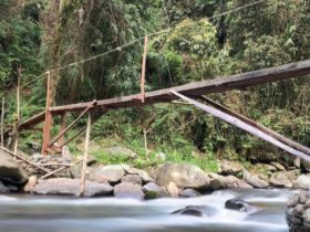 One of the many locally made bridge crossings along the Kokoda Trail