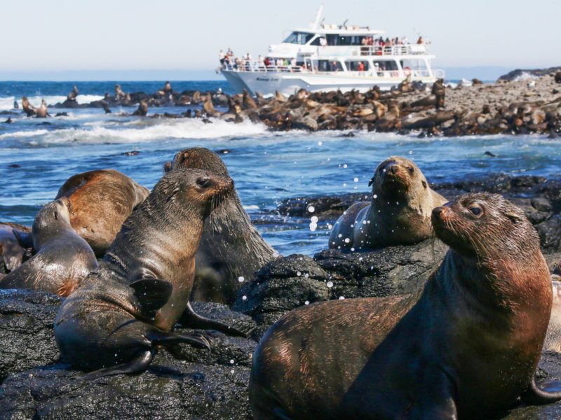Seal Watching Tour Phillip Island