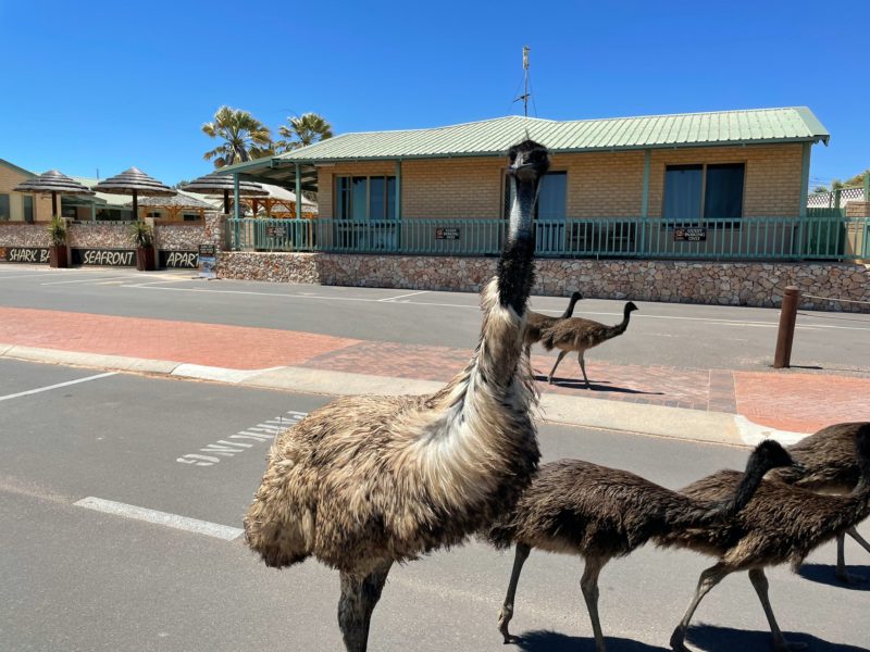Emu's walking past apartments