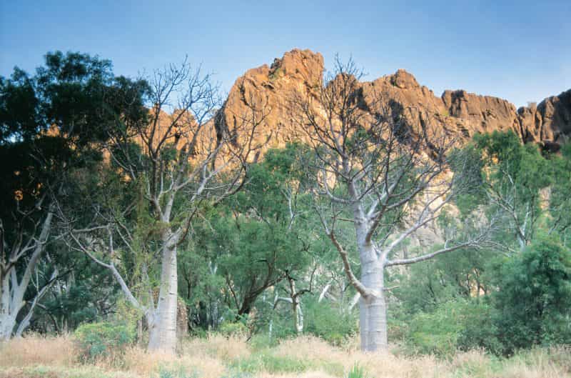 Windjana Gorge National Park, Western Australia