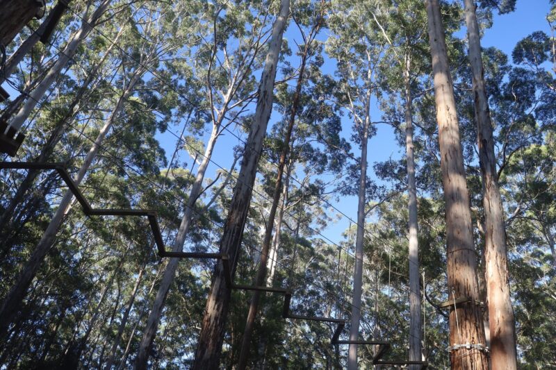 Healthy zig zag in the Karri Forest.