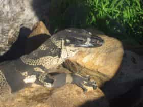 Armadale Reptile Centre, Wungong, Western Australia