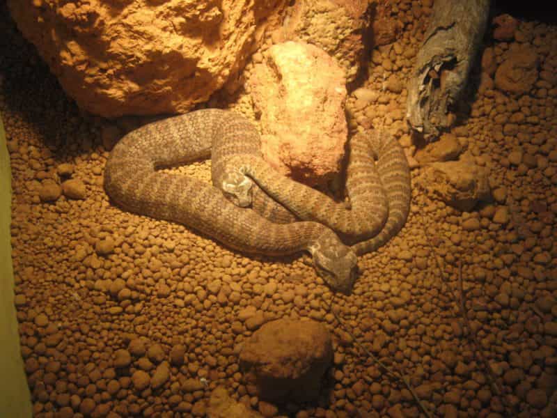 Armadale Reptile Centre, Wungong, Western Australia