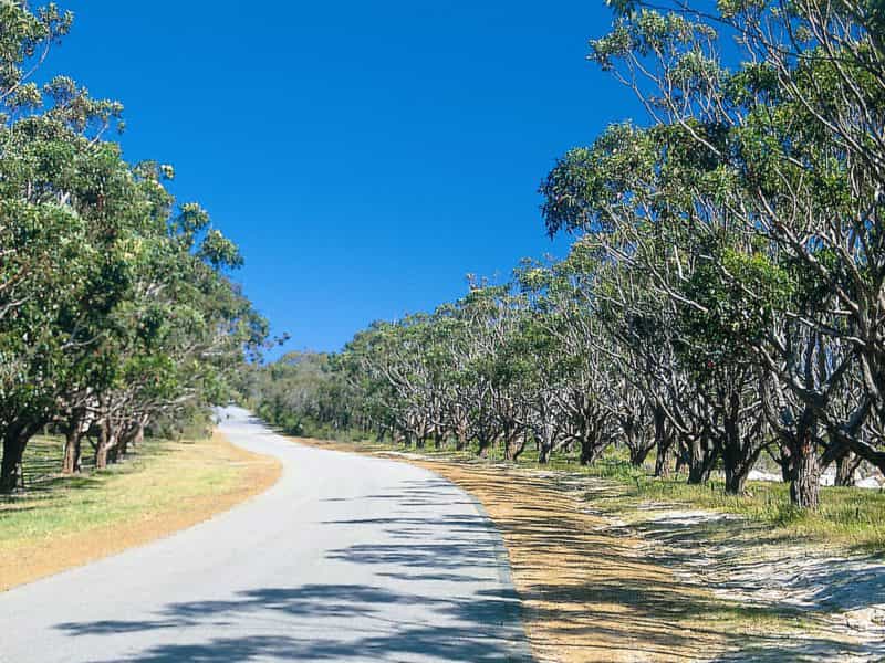 Avenue of Honour, Albany, Western Australia