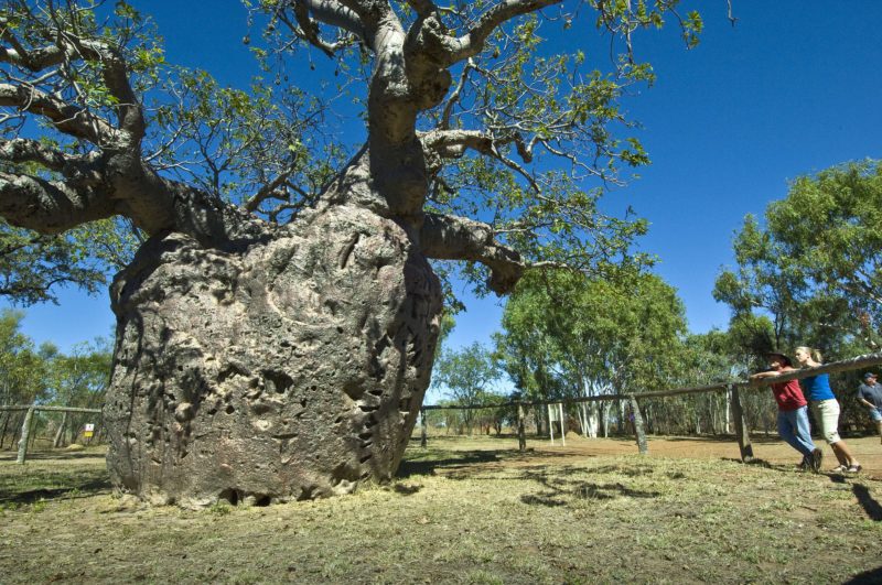 Boab Prison Tree, Derby, Western Australia