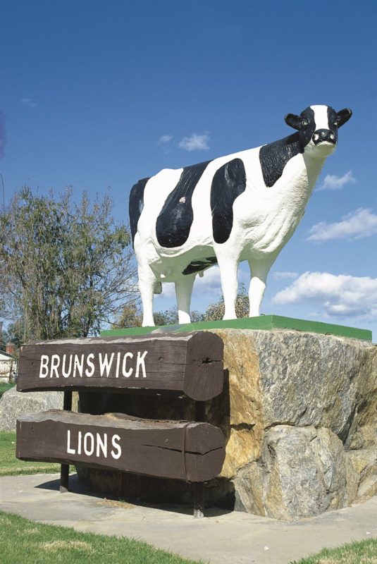 Brunswick Cow, Brunswick, Western Australia