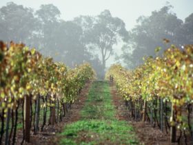 Cape Grace Wines Vineyard