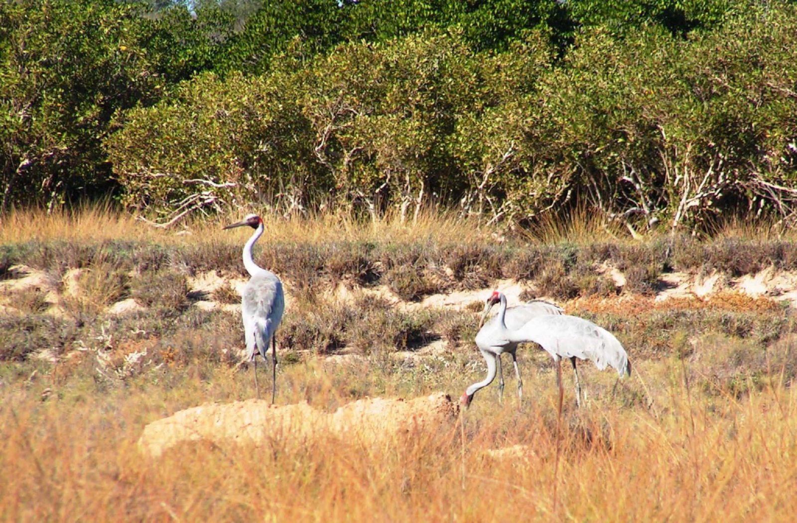 Cape Keraudren Nature Reserve, Port Hedland, Western Australia