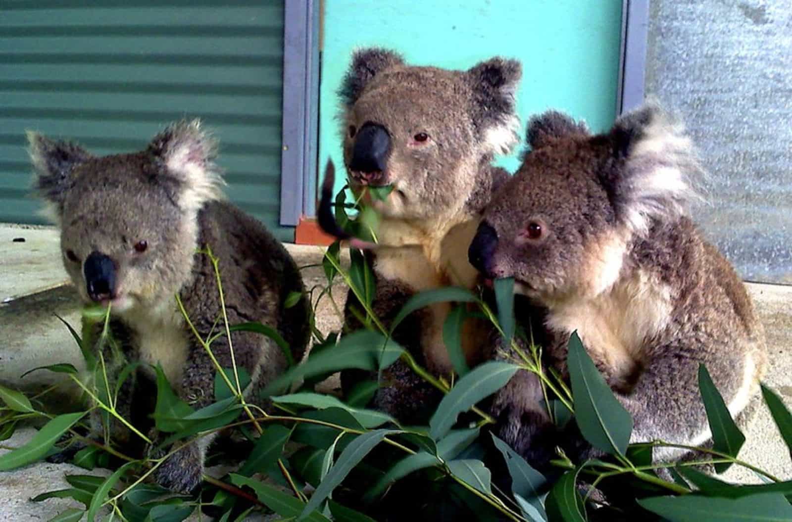 Cohunu Koala Park, Byford, Western Australia
