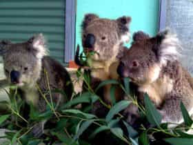 Cohunu Koala Park, Byford, Western Australia