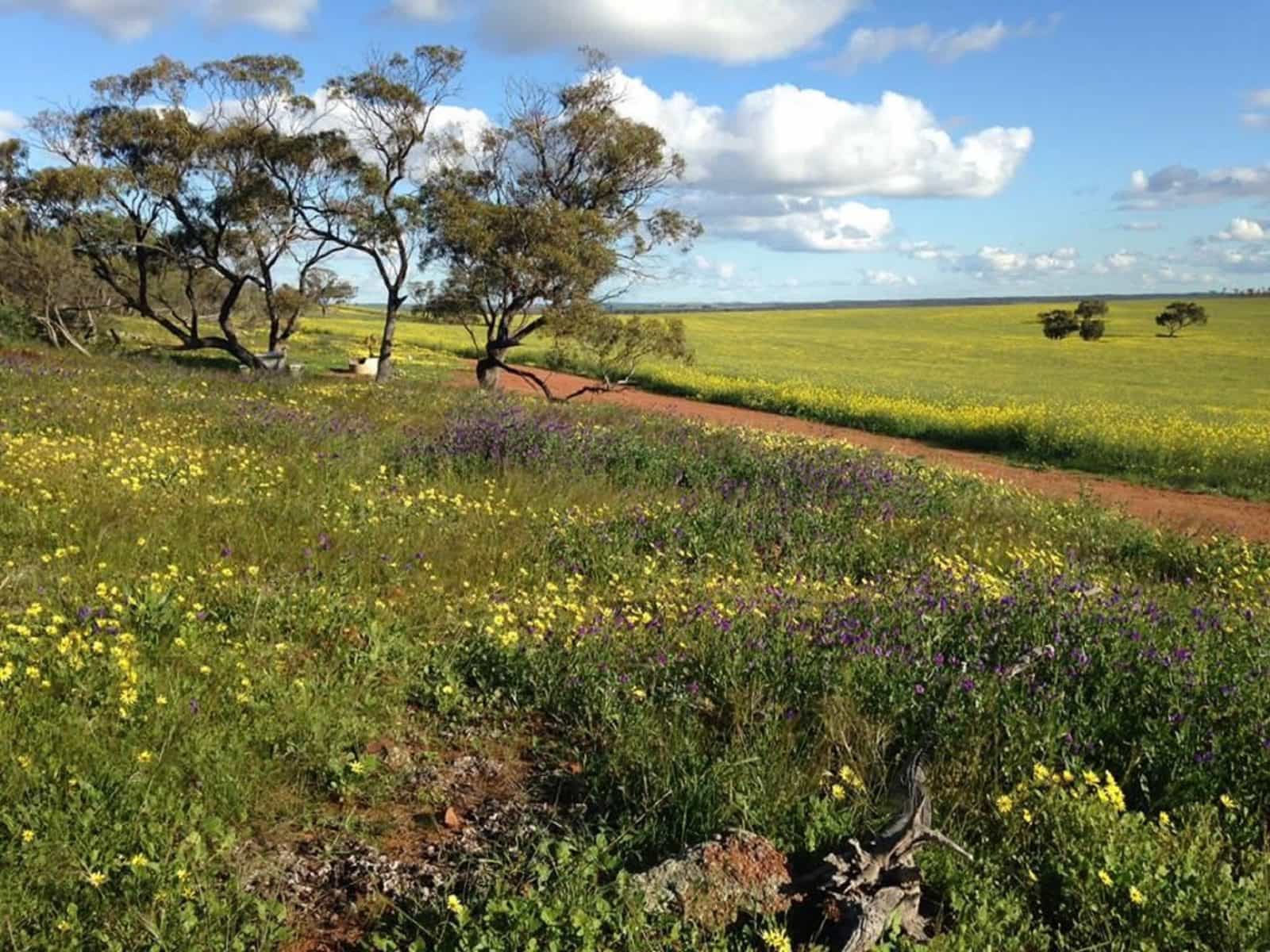 Coorow Wildflower Drive, Coorow, Western Australia