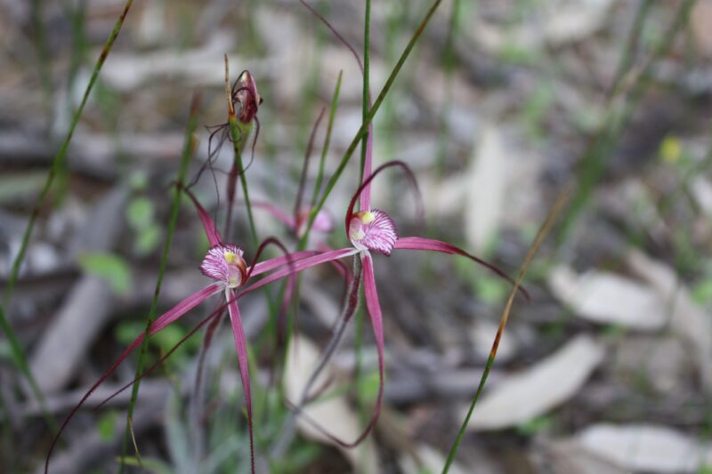 Spider orchid