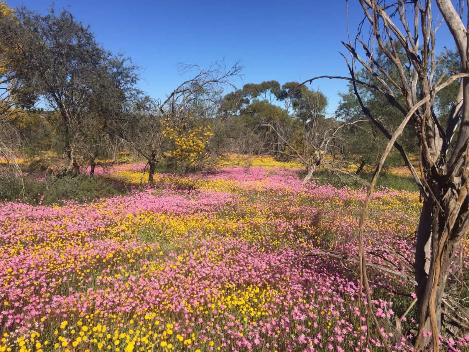 Dalwallinu Remnant Bushland, Dalwallinu, Western Australia