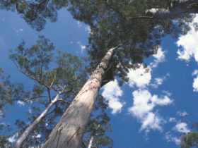 Dave Evans Bicentennial Tree, Pemberton, Western Australia