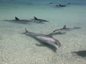 Dolphins of Monkey Mia, Denham, Western Australia